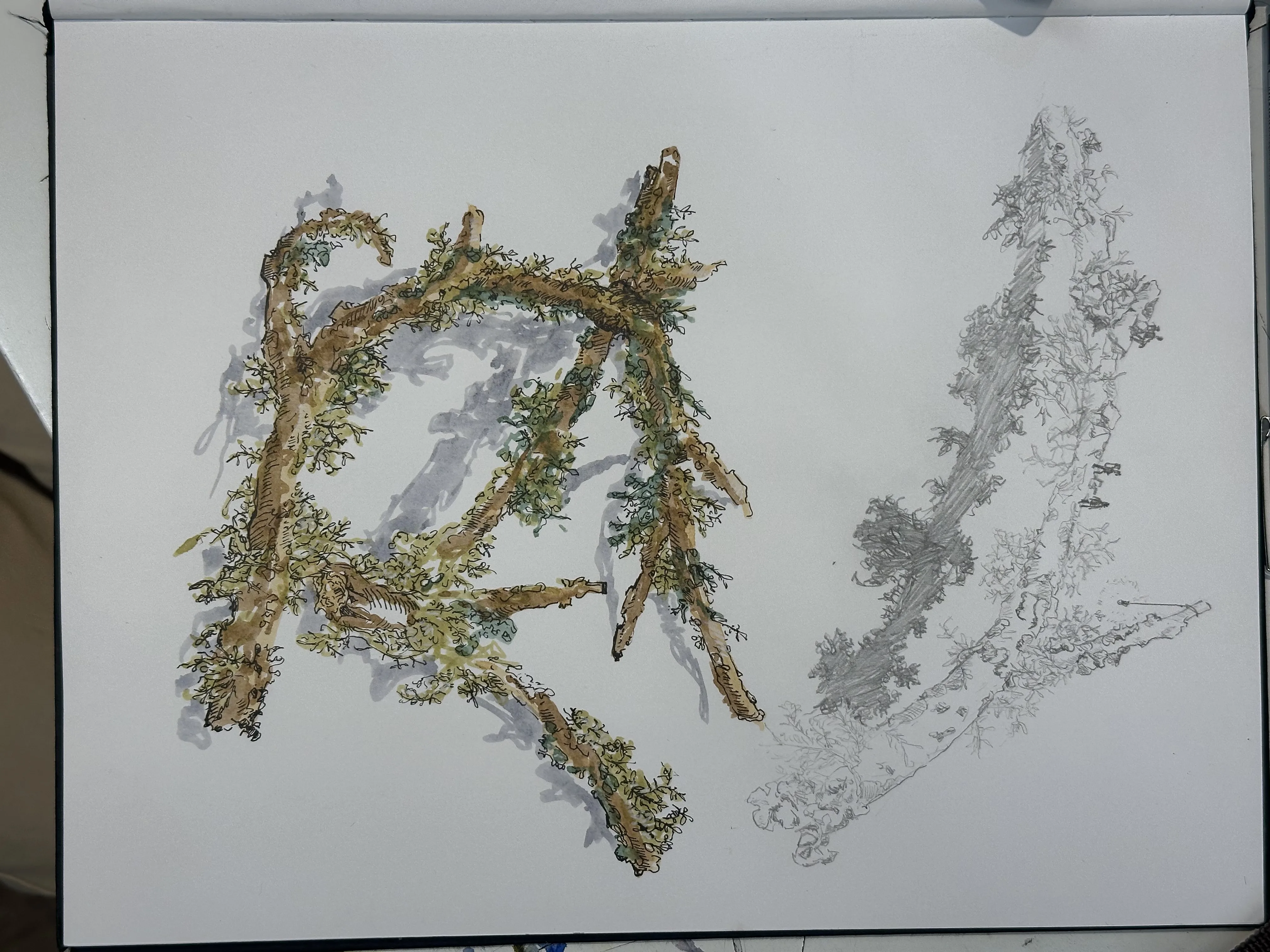 Dessin réalisé en cours